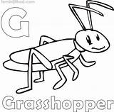 Grasshopper Coloring Kids Pages Getcolorings Printable Color Getdrawings sketch template