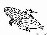 Corn Coloring Clipart Cob Clip Drawing Thanksgiving Cornfield Clipartix Cartoon Candy Pages Transparent Border Halloween Wedding Clipground Library Indian Getdrawings sketch template
