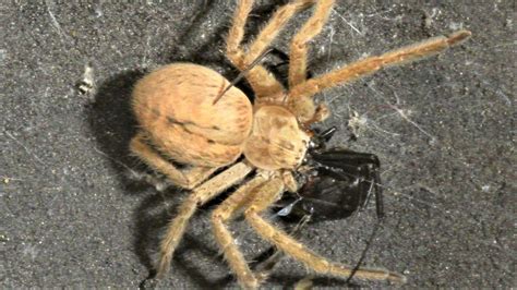 Black Widow Vs Huntsman Spider Warning May Be