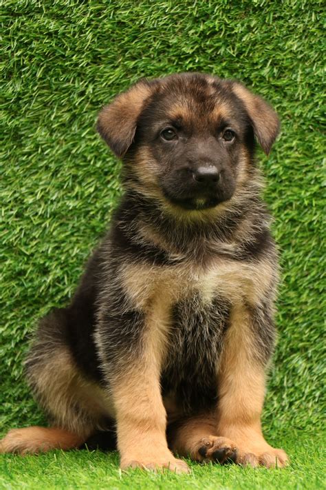 german shepherd  sale puppies  delhi ncr   price dav pet lovers