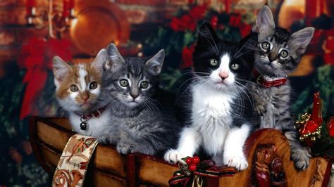cute christmas cat desktop wallpapers top  cute christmas cat