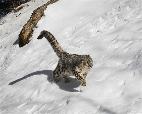 snow leopard cub stock   royalty  stock