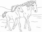 Colorat Cal Cheval Poulain Chevaux Heste Tegninger Planse Desene Coloriages Colorier Cavallo Animale 2165 Hest Domestice Colorare Fise Farvelægge Cai sketch template