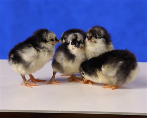 Black Australorp Chickens Chicks For Sale Online