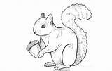 Squirrel Drawing Nut Easy Coloring Line Cartoon Red Draw Pages Print Drawings Getdrawings Skateboard Paintingvalley Animals sketch template
