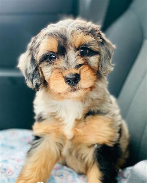 miniature aussiedoodle  complete guide dog breed info puppies