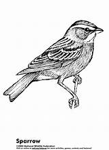 Sparrow Coloring Pages Coloringactivitypages Sheets Bird Results Color Designlooter Nature Printables Popular Sheet sketch template