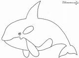 Orcas Ballena Orque Ballenas Orca Orka Dibujar Baleine Focas Colorier Baleia Infantiles Whale Imagens sketch template