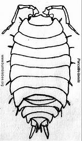 Woodlice Woodlouse Porcellio Isopoda Bumblebee Invertebrates sketch template