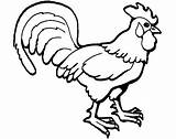 Chicken Realistic Drawing Coloring Pages Rooster Getdrawings Kids sketch template