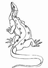 Hagedis Kleurplaat Eidechse Komodo Dieren Malvorlagen Hugolescargot Coloring Animaatjes Lezard Malvorlagen1001 Partager Reptiles sketch template