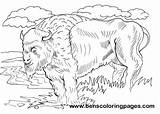 Bison Coloring Pages sketch template
