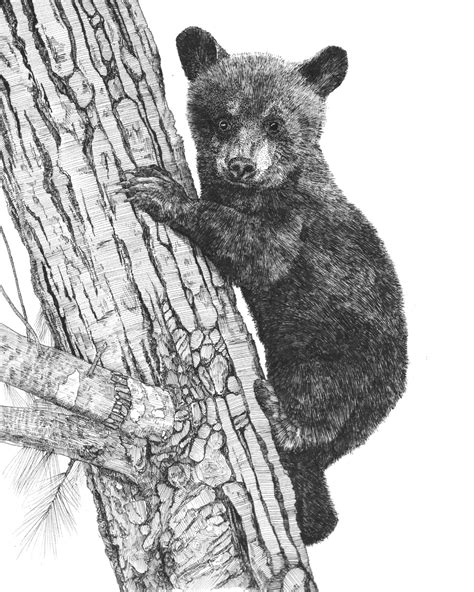 draw  black bear cub    draw