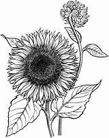 Sunflower Blooming Coloring Pages Printable Categories sketch template
