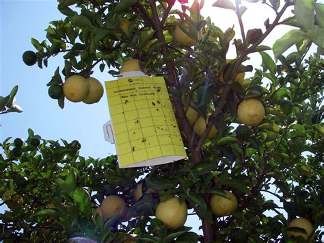 Asian Citrus Fruit Tree Ground Breaking Research Sex Pheromone Of