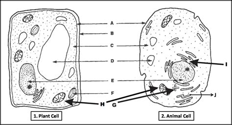 plant cell  animal cell diagram quiz