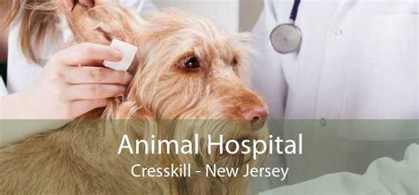 animal hospital cresskill small affordable  emergency animal