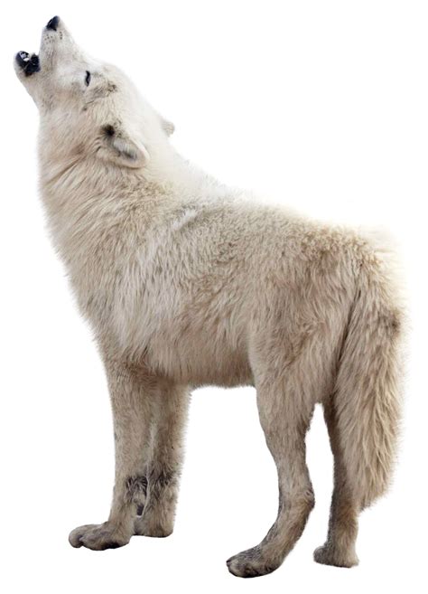 wolf animals png transparent images clipart  images
