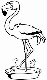 Flamingo Desenhos Flamingos Comofazeremcasa sketch template