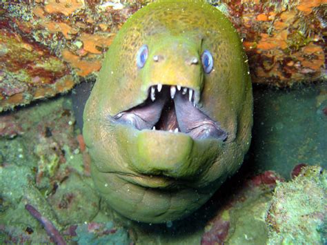 undulated moray eel photo