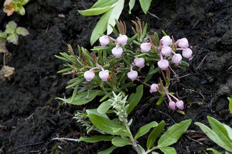 bog rosemary stock image  science photo library