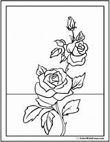 Coloring Rose Pages Flowers Flower Pdf Drawing Lily Rosebud Outline Pretty Beautiful Roses Printable Colorwithfuzzy Drawings Buds Print Vine Bud sketch template