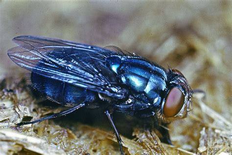 bluebottle fly britannica