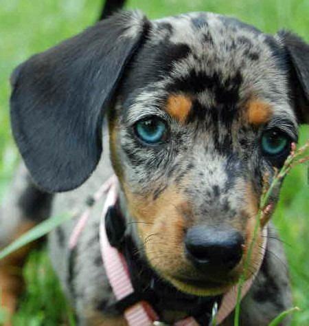 riley  dachshund dapple dachshund blue dapple dachshund puppies