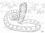 Coloring Anaconda Cobra Pages King Python Realistic Snakes Snake Printable Mamba Drawing Sketch Burmese Print Color Titanoboa Drawings Green Cobras sketch template