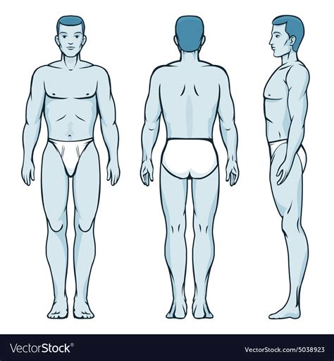 man body model front   side human poses vector image   porn website