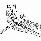 Dragonflies Dragonfly sketch template