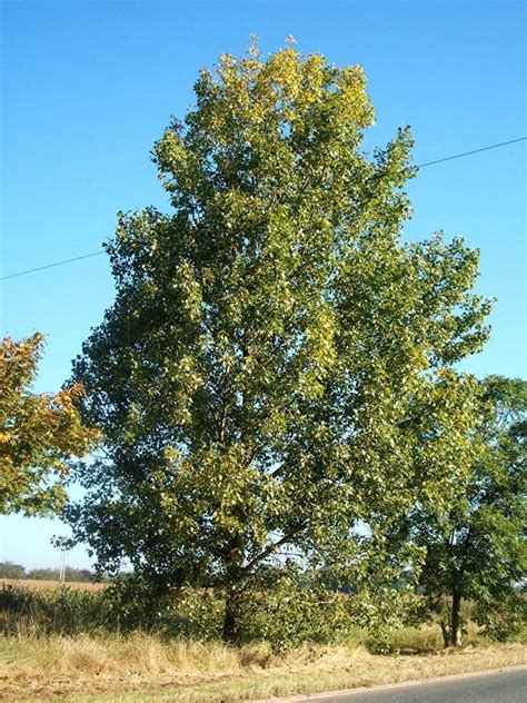 bestel populus nigra zwarte populier voordelig bij plantenweelde
