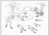Rana Evolucion Anfibios Infantil sketch template