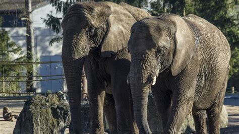 vier afrikaanse olifanten naar safaripark beekse bergen omroep brabant
