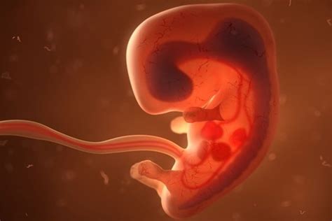 perkembangan embrionik  hewan