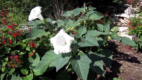 white datura ~{wild moon flower}~ 10 seeds ebay