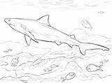 Shark Coloring Pages Bull Realistic Drawing Printable Megalodon Color Outline Goblin Sharks Basking Haai Fish Adults Getcolorings Drawings Getdrawings Kids sketch template