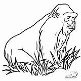 Gorilla Gorila Gorilas Goryl Montanha Monos Kolorowanka Orangutanes Colorir Trawie Chimpanzee Kolorowanki Tudodesenhos Colorat Planse Chachipedia Grass Druku Kategorii sketch template