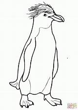 Penguins Pingwin Ausmalbilder Pinguine Colorir Adelie Rockhopper Macaroni Crested Ausmalbild Designlooter Pinguim Coloringbay Wydruku Kolorowanka sketch template