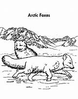 Artic Fox Mating Coloring Couple Pages sketch template