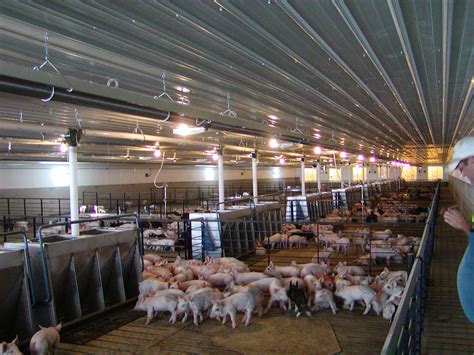 life   future farmer  truth  realpigfarming   pig barn
