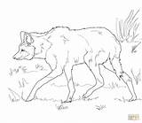 Wolf Maned Coloring Pages American Drawing South Printable Getdrawings sketch template