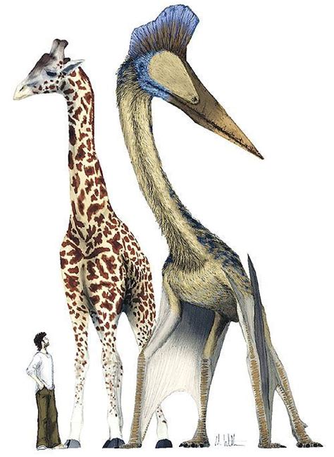 quetzalcoatlus compared   couple  modern species extinct animals