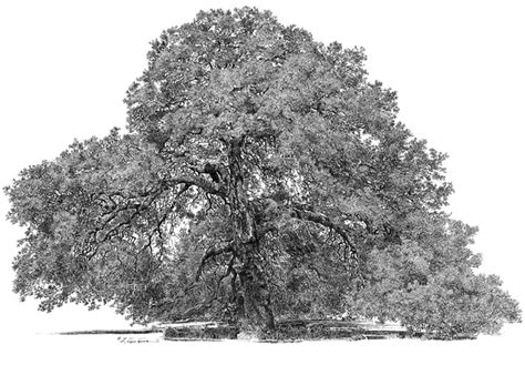 big tree studio bell county charter oak