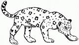 Jaguars Popular sketch template