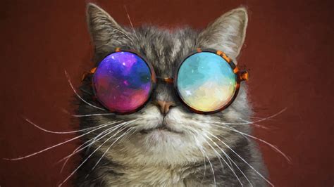 cool cat  colorful shades image id  image abyss