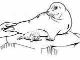 Foki Arctic Antartica Focas Kolorowanka Krze Lodu Antarctica Seals Sheets Antarctic Getdrawings sketch template