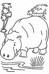 Colorat Desene Hipopotam sketch template