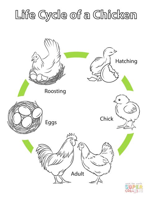 chicken life cycle coloring  drawing