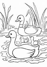 Ducks Tulamama sketch template